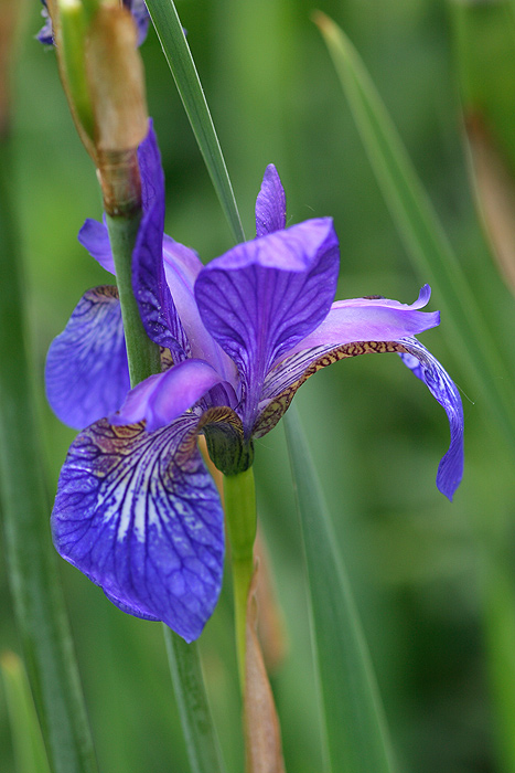 Изображение особи Iris sibirica.