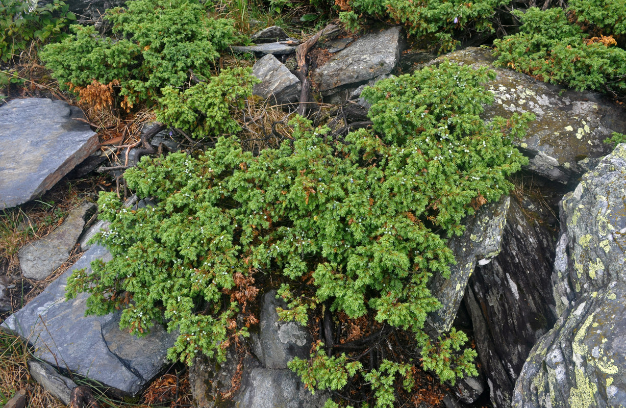 Изображение особи Juniperus sibirica.