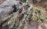 Crambe maritima