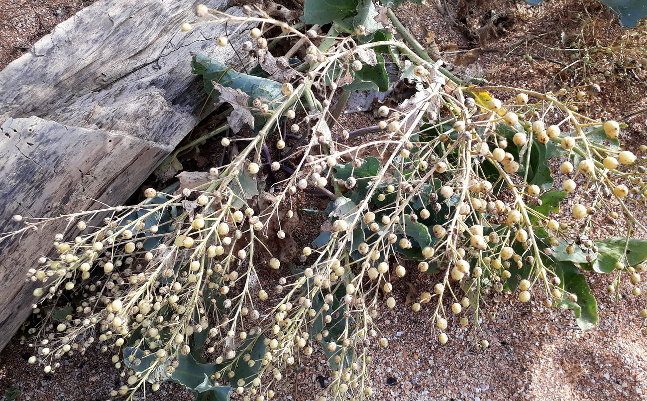 Изображение особи Crambe maritima.