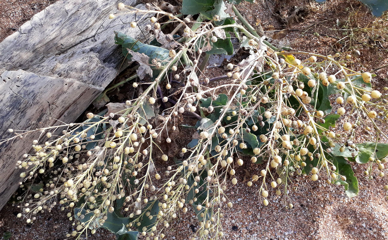 Изображение особи Crambe maritima.