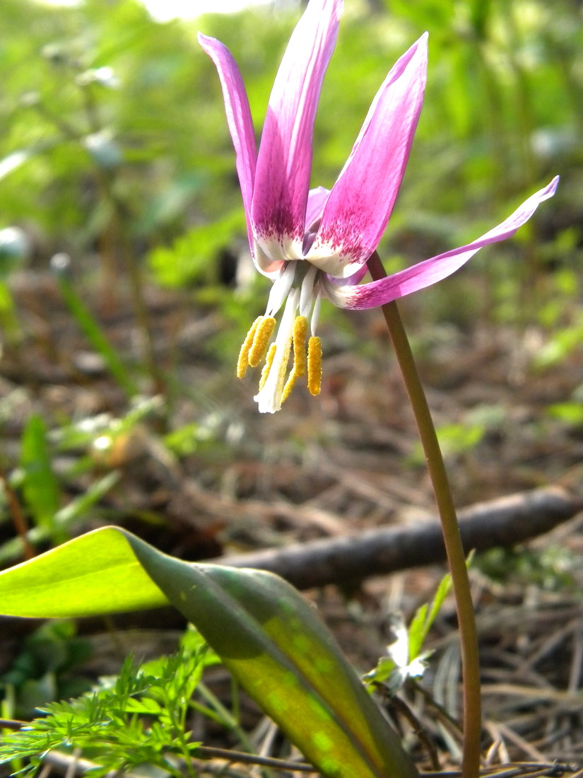 Изображение особи Erythronium sibiricum.