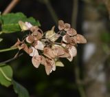 род Begonia. Соплодие. Перу, регион Куско, провинция Урубамба, обочина дороги к археологическому комплексу. 16.10.2019.