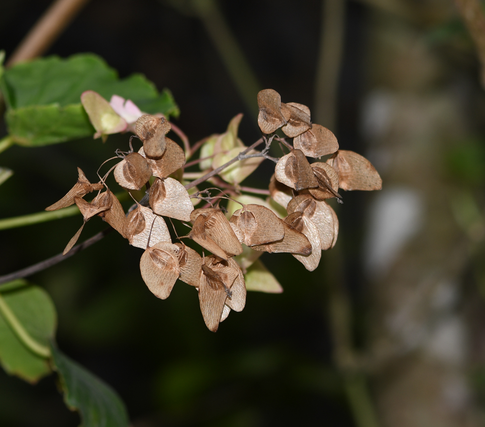 Image of genus Begonia specimen.
