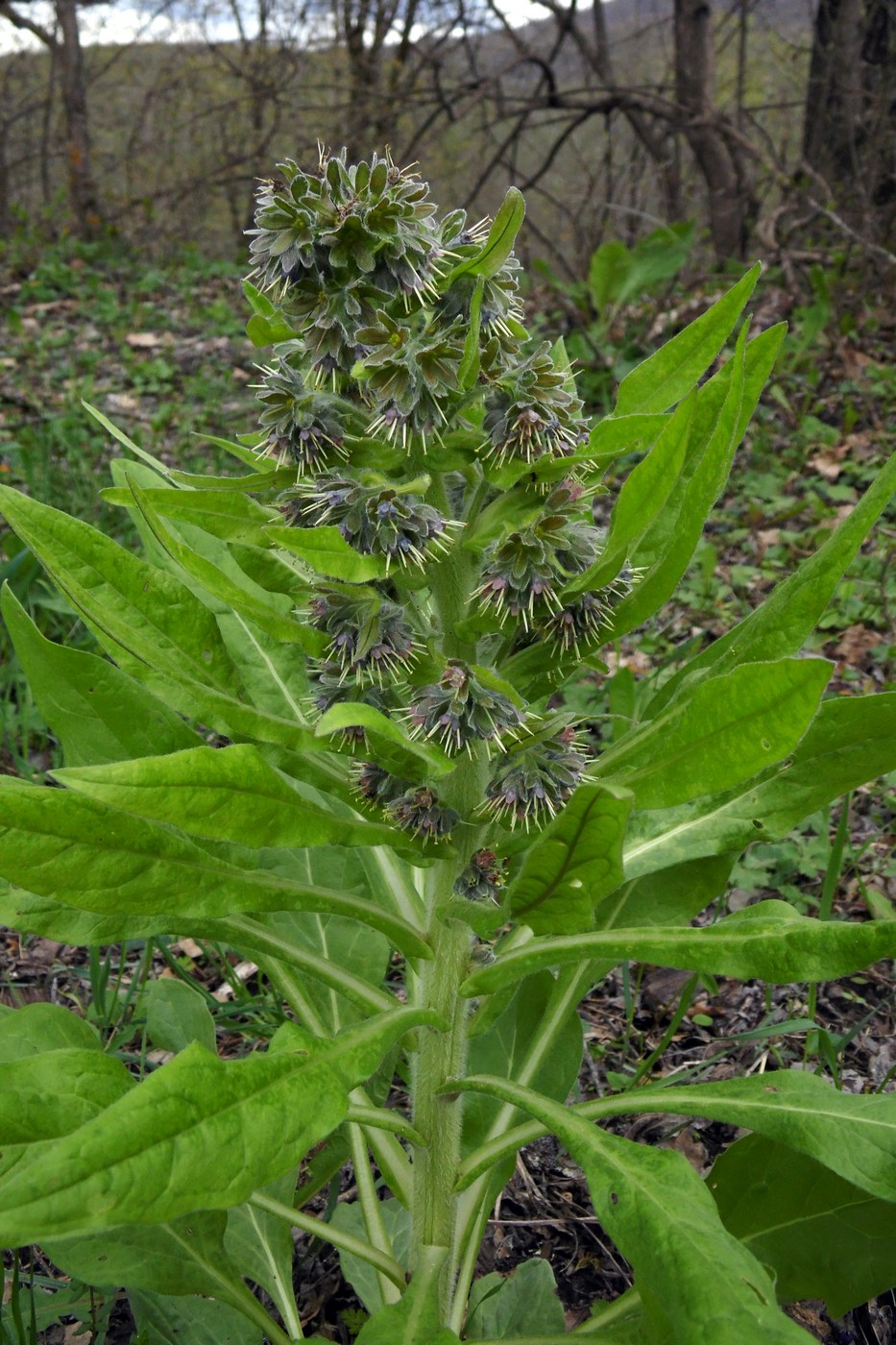 Изображение особи Solenanthus biebersteinii.