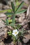 Potentilla alba