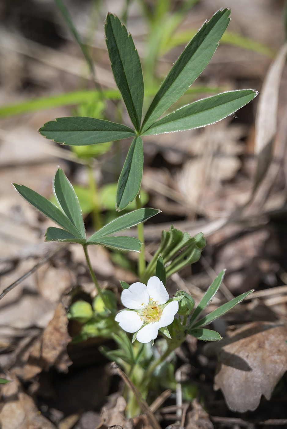 Image of Potentilla alba specimen.