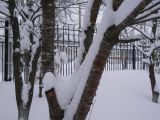 Padus maackii. Нижняя часть дерева. Хабаровск, территория 1-й краевой больницы. 07.03.2009.