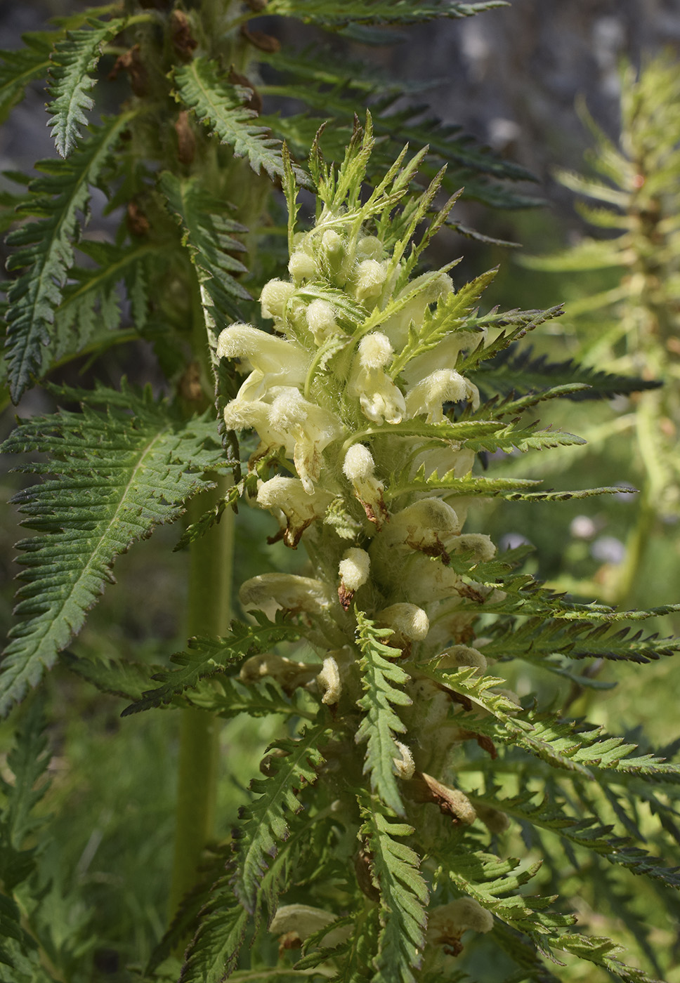 Image of Pedicularis foliosa specimen.