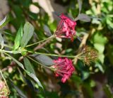 Arachnothryx leucophylla. Верхушки побегов с соцветиями и отцветшими соцветиями. Израиль, Шарон, пос. Кфар Шмариягу, во дворе. 08.12.2015.