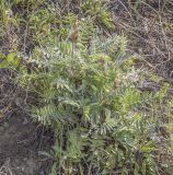 Oxytropis kungurensis. Плодоносящее растение. Пермский край, Кунгурский р-н, ур. Подкаменная гора, крутой склон, разнотравный луг. 26.06.2021.