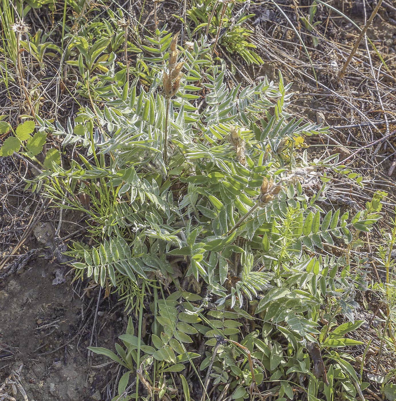 Image of Oxytropis kungurensis specimen.