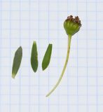 Euryops lateriflorus