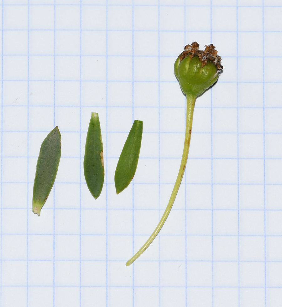 Image of Euryops lateriflorus specimen.
