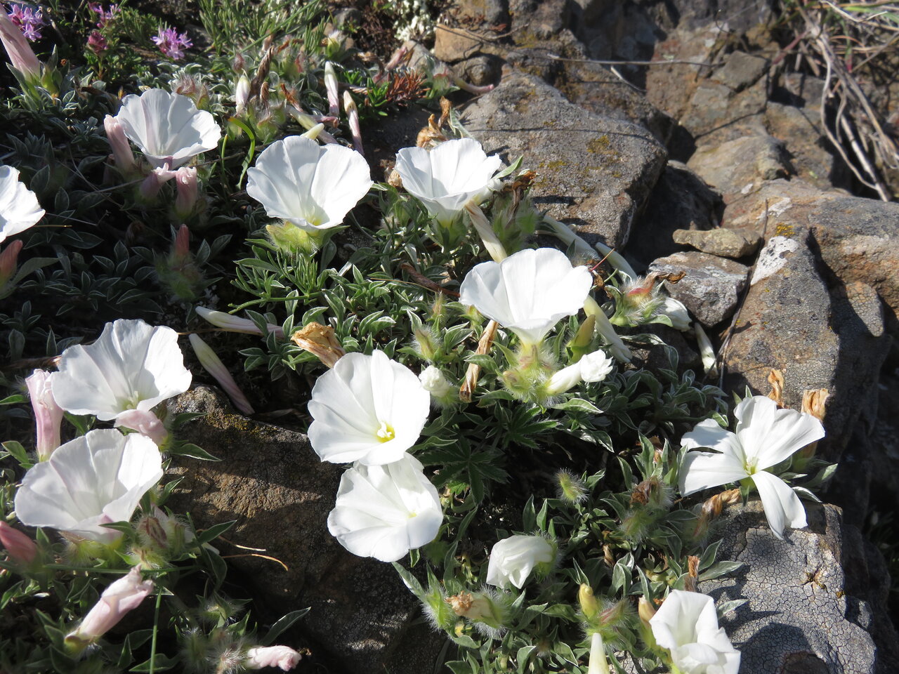 Изображение особи Convolvulus boissieri ssp. compactus.