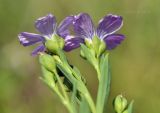 Linum stelleroides. Верхушка побега с соцветием (вид снизу). Приморский край, Уссурийский гор. округ, окр. с. Монакино, луг на небольшой сопке. 22.07.2021.