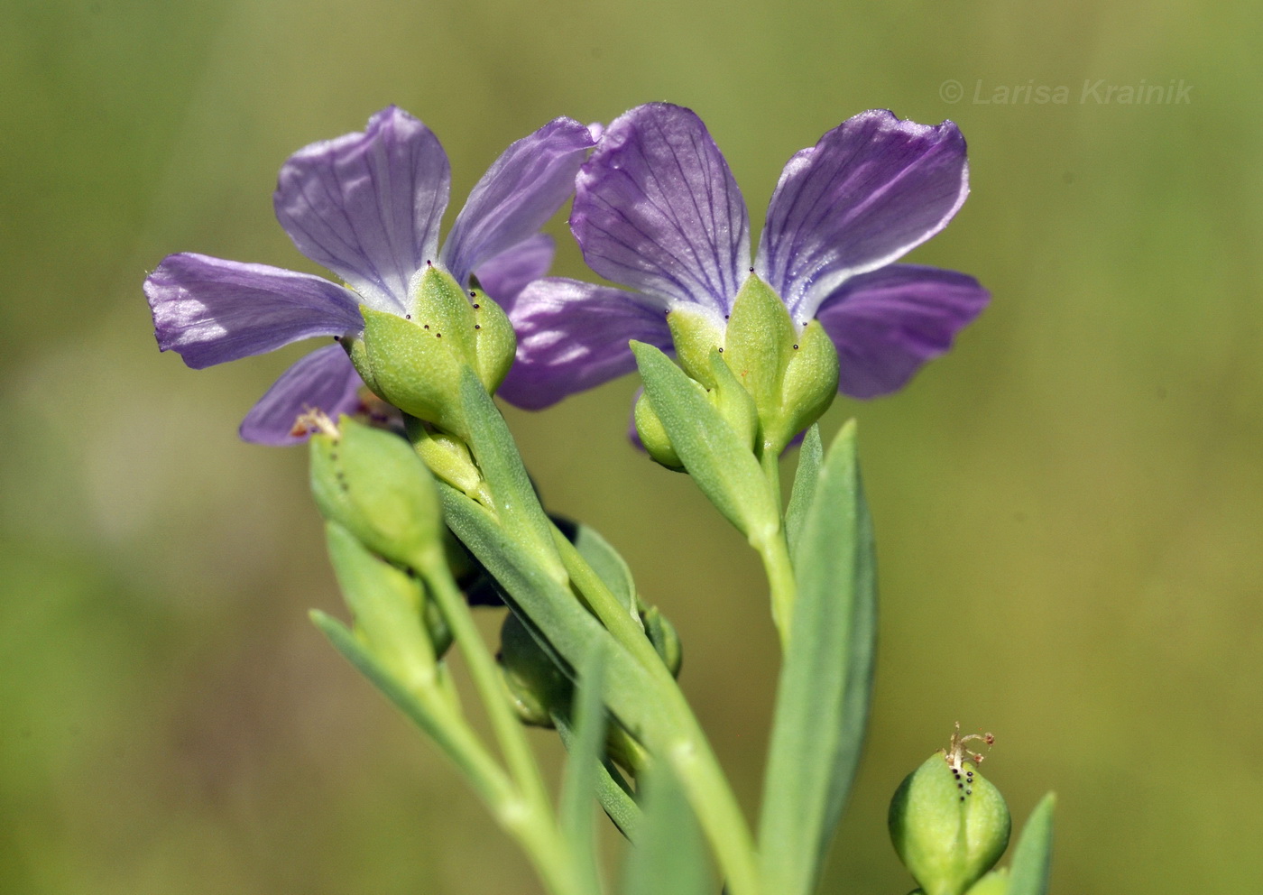 Image of Linum stelleroides specimen.