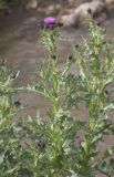 род Cirsium