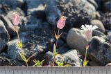 Oberna uniflora. Верхушки побегов с цветками (слева и в центре - отцветшие). Мурманская обл., п-в Рыбачий, м. Коровий, россыпь камней у границы с приморским лугом. 28.07.2020.