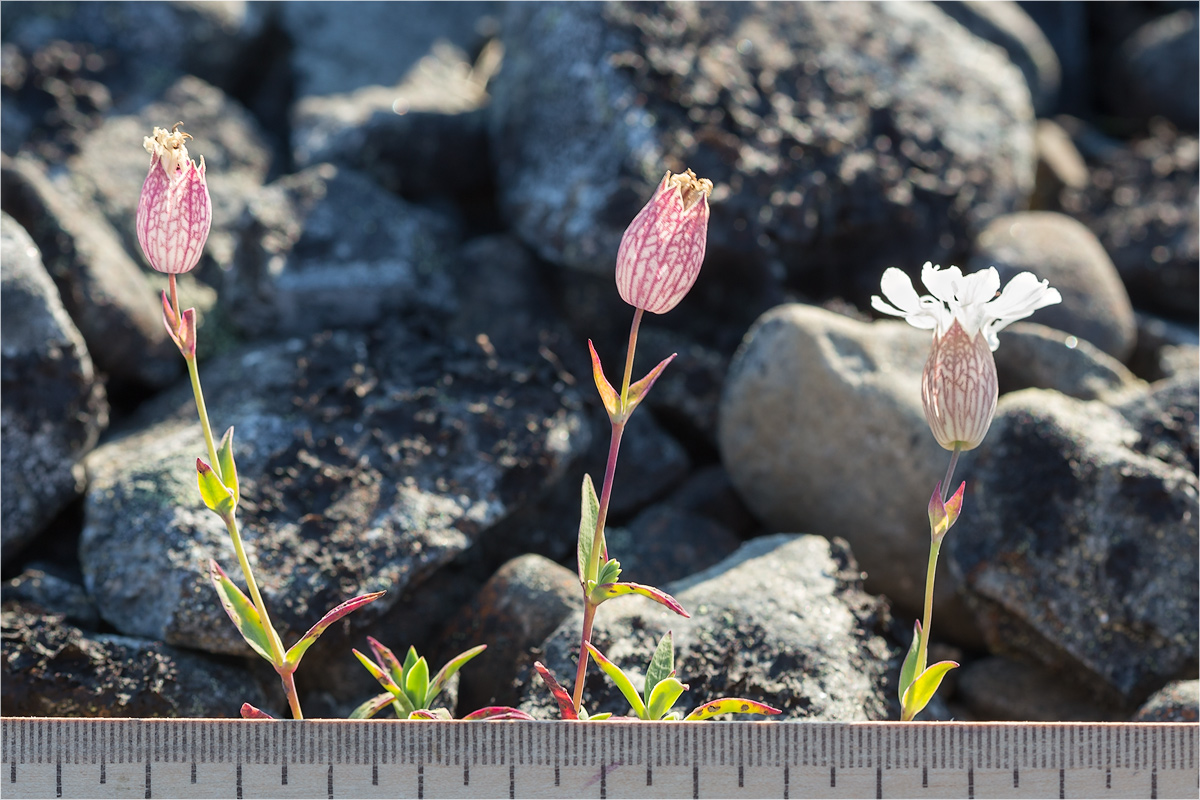 Image of Oberna uniflora specimen.