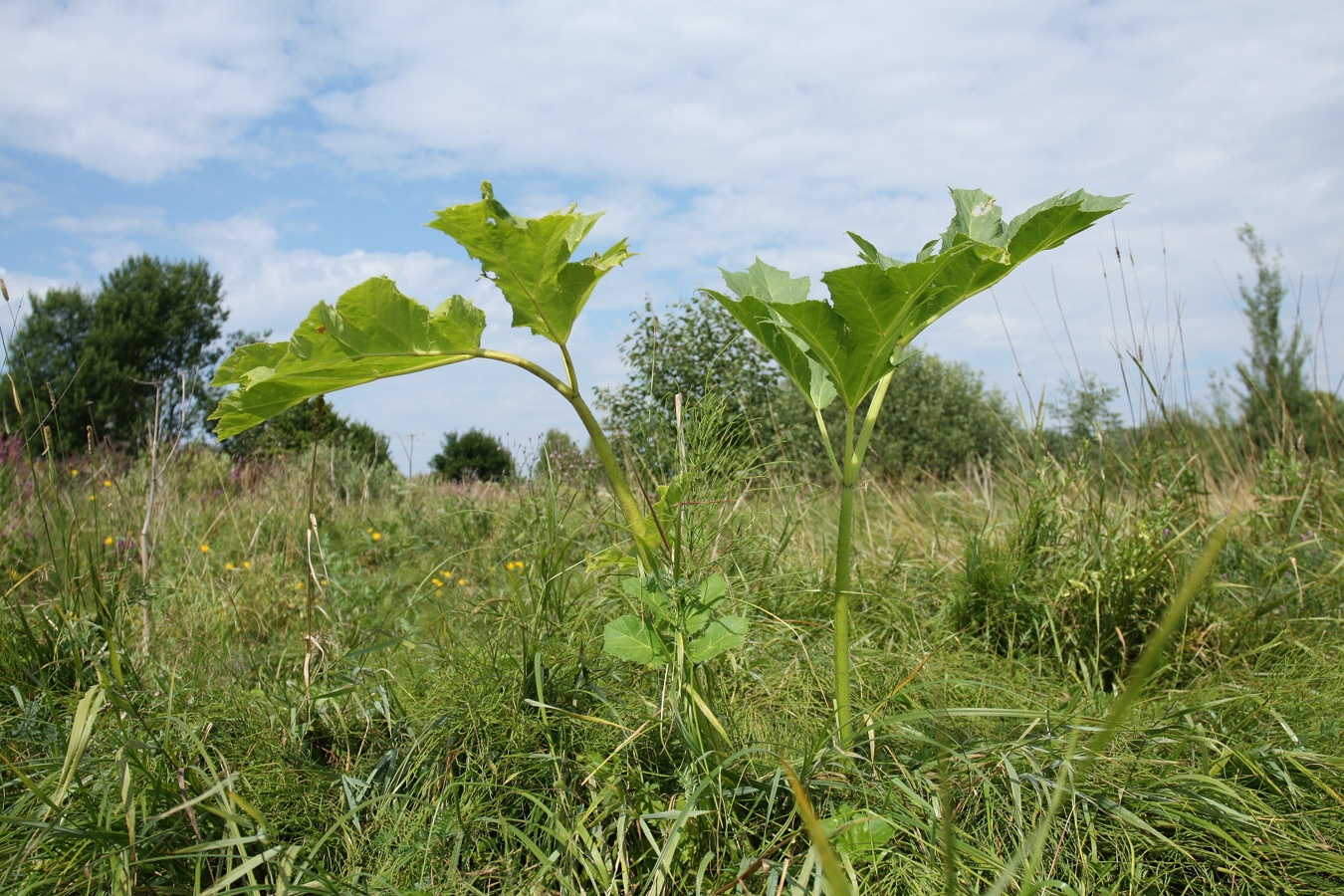 Image of Heracleum sosnowskyi specimen.