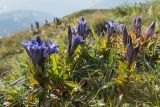 Gentiana septemfida