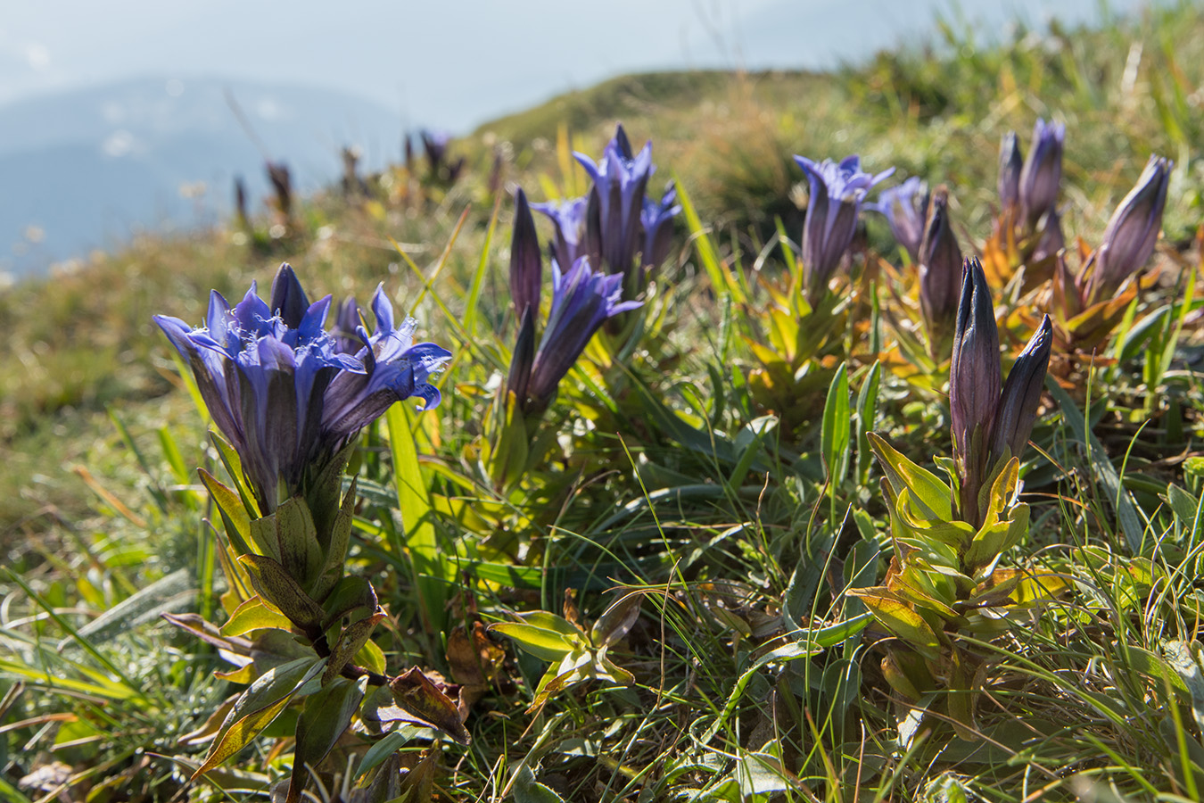 Image of Gentiana septemfida specimen.