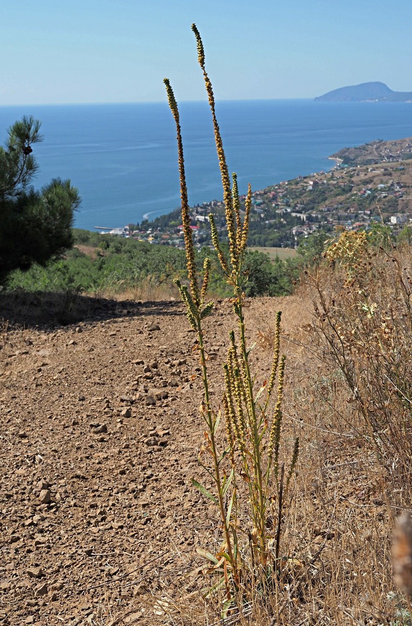 Image of Reseda luteola specimen.