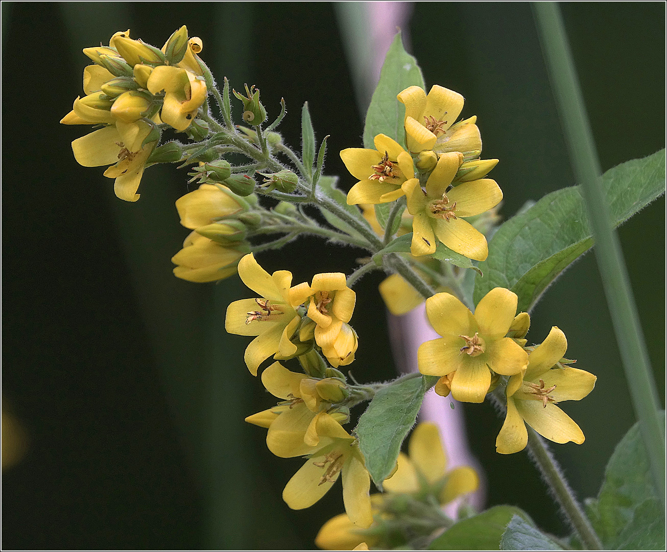 Image of Lysimachia vulgaris specimen.