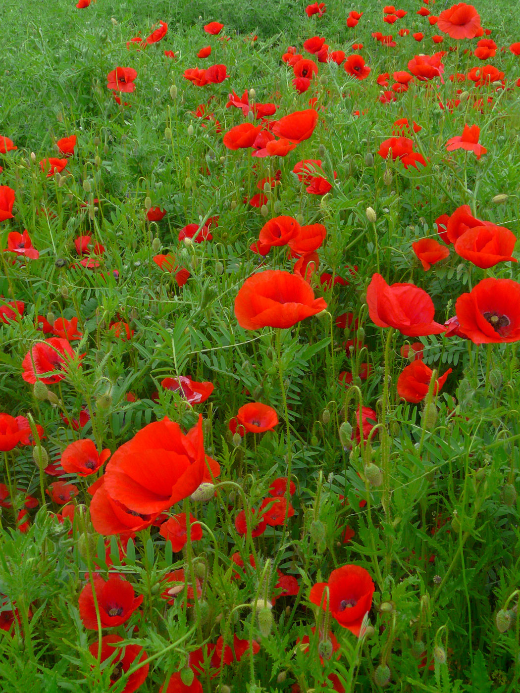 Image of Papaver rhoeas specimen.