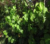 Hibiscus calyphyllus