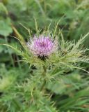 Cirsium obvallatum