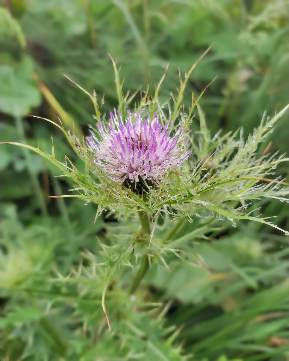 Изображение особи Cirsium obvallatum.