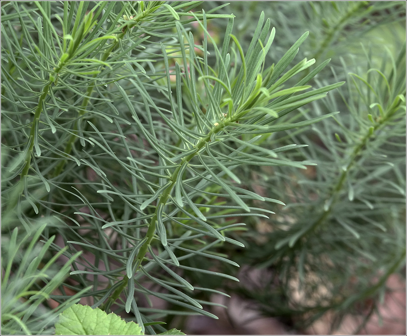 Image of Euphorbia cyparissias specimen.