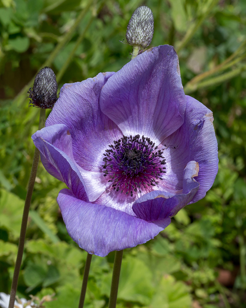 Изображение особи Anemone coronaria.