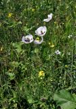 Papaver albiflorum. Цветущие растения. Крым, Караларский природный парк, окр. бухты Коровья, степь. 07.05.2021.