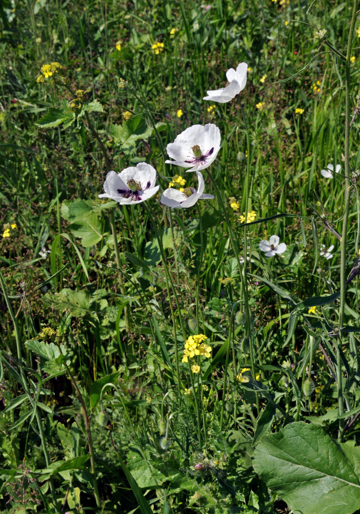 Image of Papaver albiflorum specimen.