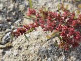 Rumex ucranicus
