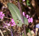 Moricandia moricandioides