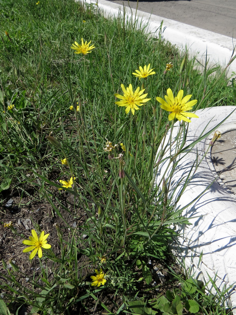 Image of Tragopogon podolicus specimen.