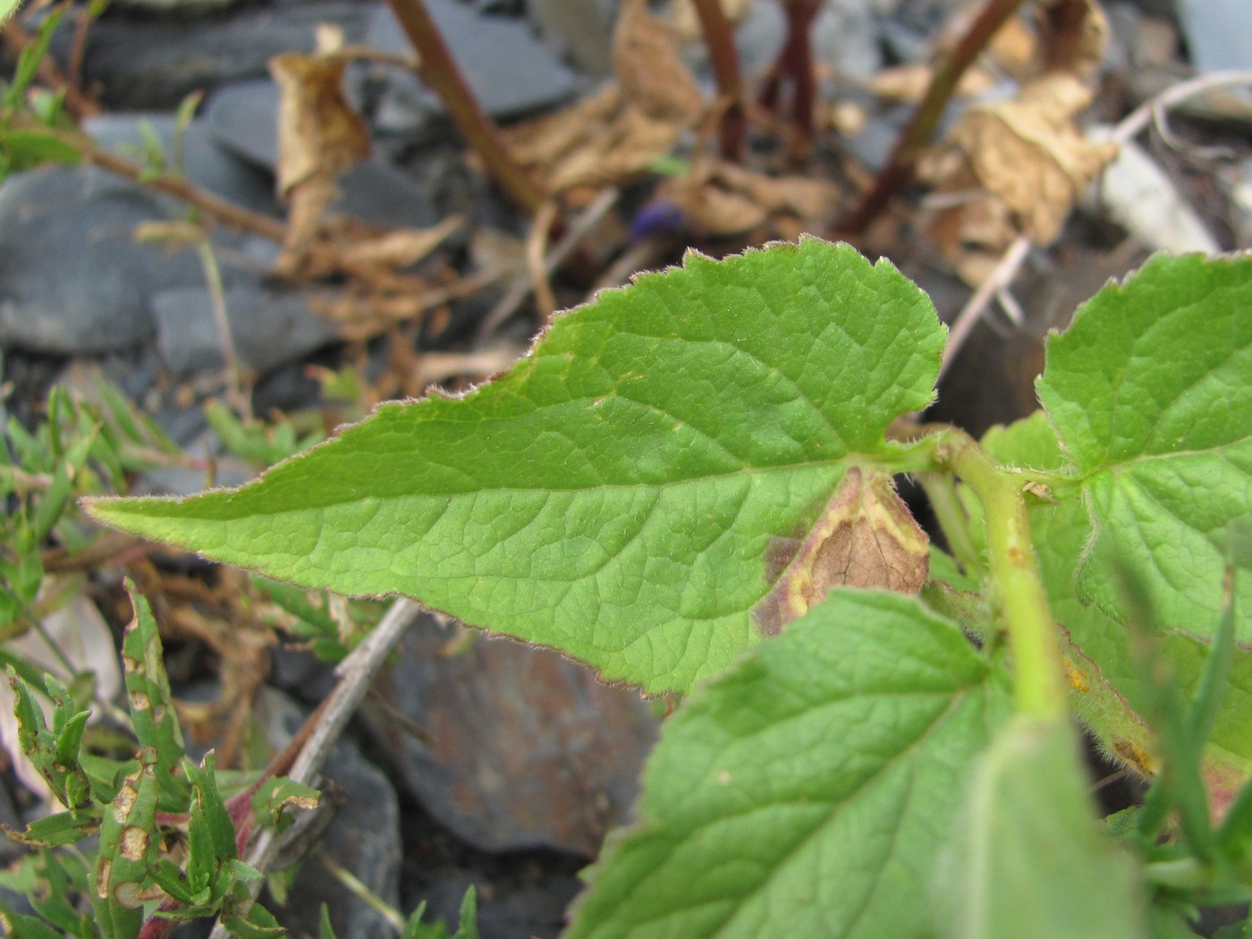 Image of genus Campanula specimen.
