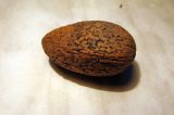 Amygdalus communis