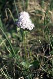 Valeriana capitata