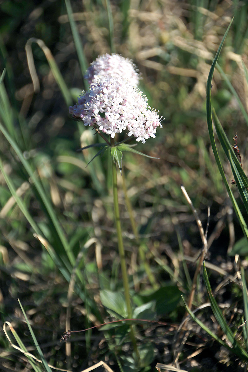 Image of Valeriana capitata specimen.