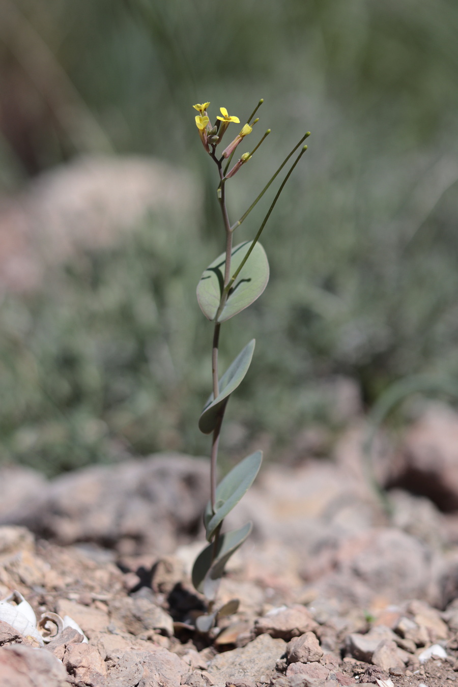 Изображение особи Conringia clavata.