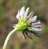 Taraxacum coreanum