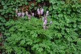 Corydalis multiflora. Цветущие растения в сообществе с Viola biflora. Хабаровский край, р-н им. Полины Осипенко, хр. Дуссе-Алинь, берег оз. Тюленье, ≈ 1200 м н.у.м., у воды. 19.07.2021.