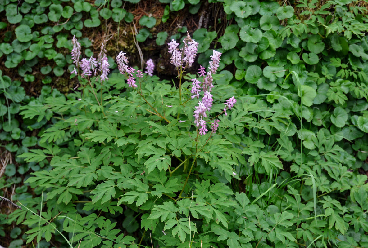 Image of Corydalis multiflora specimen.