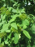 Viburnum lantana