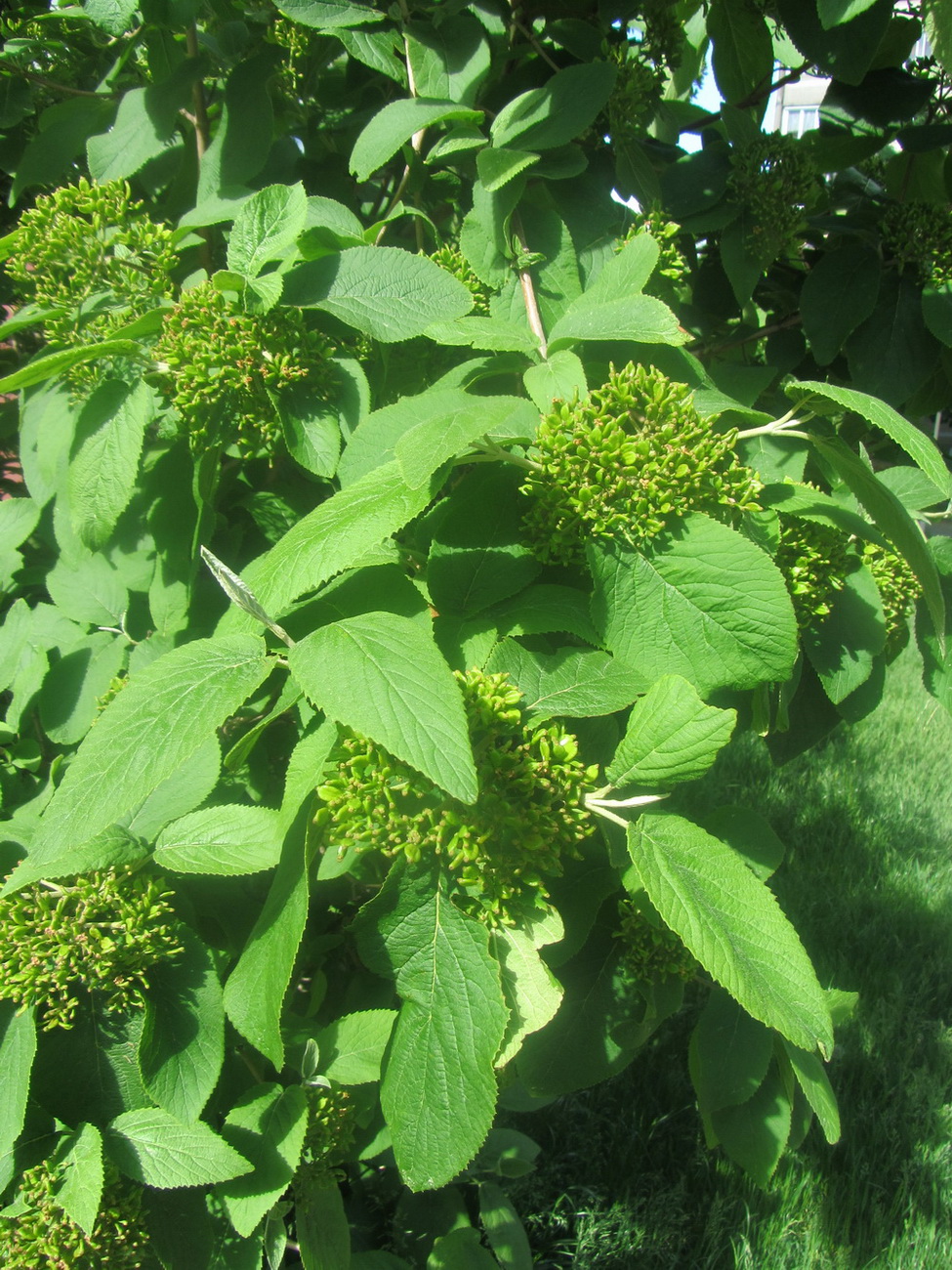 Image of Viburnum lantana specimen.